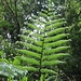 Gigantischer Farn