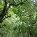 Im Regenwald