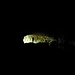 Die ca. 30 Meter lange Höhle besitzt einen ganz anderen Charakter als die darunter liegende Schneiderkammer.
