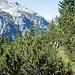 Und dann haben wir auch noch die Wegspur Richtung Vogelkar gefunden!
