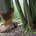 Spuren von aktiven Bibern an einem mächtigen Baum.