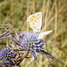 Calcatreppola ametistina (Eryngium amethystinum) e farfalle.