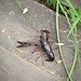 Procambarus clarkii<br />Cambarinae<br /><br />Gambero della Louisiana<br />Écrevisse de Louisiane<br />Roter Amerikanischer Sumpfkrebs