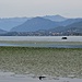 Il Lago di Varese con le montagne valgrandine sullo sfondo.