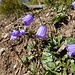 Rundblättrige Glockenblume - einige der wenigen Blumen heute, die Blumenzeit ist vorbei