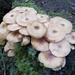 Pilzgemeinschaft von Wallpaper Pilzen