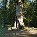 Menschenfresserbaum, auch Bergahorn genannt