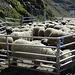  pecore Schwarznasenschaf  (naso nero) razza Vallesana, in attesa di essere  trasportate a valle 
N.B. sullo sfondo la cancellata che chiude la strada anche ai pedoni