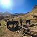 Cavalli neri di Val Maira (Mérens)