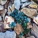 Noccaea rotundifolia - unica forma di vita vegetale in queste ghiaie