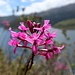 Pinke Orchidee