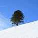 A lonely tree right before the summit of Bläss Chopf