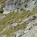 Eine Gruppe Steingeisse und Jungtiere waren direkt unter der Ostwand des Igl Danclér versammelt.