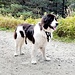 Landseer