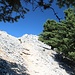 raus aus dem Wald und hinauf zum Gipfel