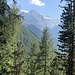 Das Weisshornmassiv aus dem Wald bei Gruben