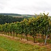 Wein oberhalb des Jagsttals