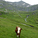 Grün ist die Farbe der Hoffnung: weidende Kuh auf dem Tschingelfeld, darüber links die Alp Oberberg, in der Mitte über Hundschepf und Schilten mit den Quellen des Hagelbächli, eines Zufluss des Giessbachs, die Grossenegg