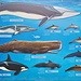 <b>Cetacei dell'Arcipelago Toscano.</b>