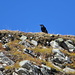 un bel corvo a guardia della valle