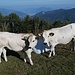 Mucche dell'Alpe Quaggione