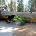 Tunnel Log - Tunnel durch einen umgestürzten Sequoia Tree
