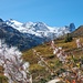 Verblühte Weidenröschen vor verschneiter Bergkulisse