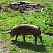 Almschwein der Jägerbauernalm