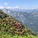 Alpenrosen mit Aussicht auf den Pianasc