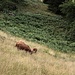 Kühe oberhalb von Camedo