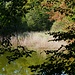 Teich im Hagenauer Wald