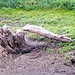 Je nach Härte des Holzes kann ein einzelner Biber in einer Nacht einen bis zu 50 Zentimeter dicken Baum fällen.