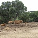 Mucche al pascolo nella campagne oltre il muretto.