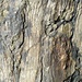 Jahrringe des Fossil Trees