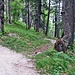Hier trifft der Steig auf den Wanderweg zum Kranzberg Gipfel.