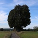 Alte Linde