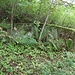 Böhmisch Neuland/Dolní Novina, Mauerrest