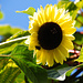 Vinschgauer Sonnenblume