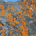 orange leuchtende Flechten auf den Gipfelfelsen des Unteren Tatelishorns. Mir fehlen leider die Kenntnisse, um diese Flechte zu bestimmen.