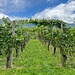 Weinberge am Rosenbergli