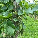 Weinberge am Rosenbergli