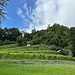 Weinberge am Rosenbergli