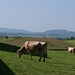 Vaches à Kreuzegg, près d'Affeltrangen