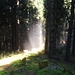 Erste Nebelfetzen wabbern durch den Wald