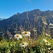 Blühende Alpen-Margeriten vor dem Hochfinsler
