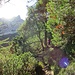 Letzte Meter runter durch schönen Bergwald - inklusive Besucherzähler!