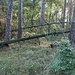 Červený vrch, Gipfel