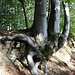 Buchenwurzel