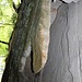 Špičák, Rasova rokle, Sandsteinhängeplatte