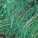 Equisetum (=horse-tail) = Schachtelhalm